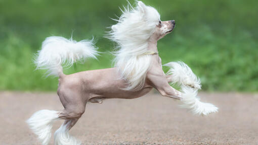 Chinese crested dog no deals